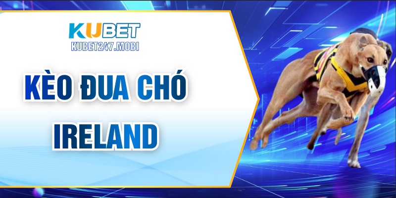 Kèo Đua Chó Ireland Là Gì? Hướng Dẫn Cho Người Chơi Mới